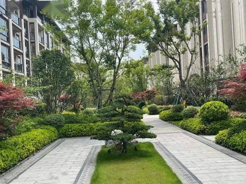 土拍 頂流 橫空出道 憑什么這么火