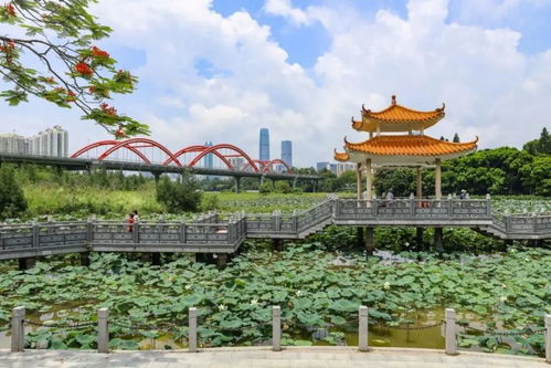 深圳洪湖公園賞荷全攻略 雙鳳紀念園等絕佳景點盤點